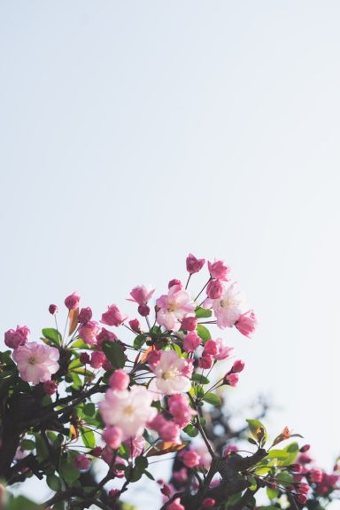 Zarte rosa Blütenzweige vor einem hellen Himmel.