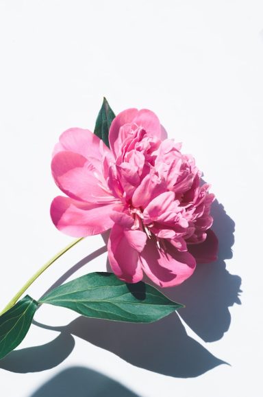 Pink Pfingstrose mit grünen Blättern auf hellem Hintergrund.